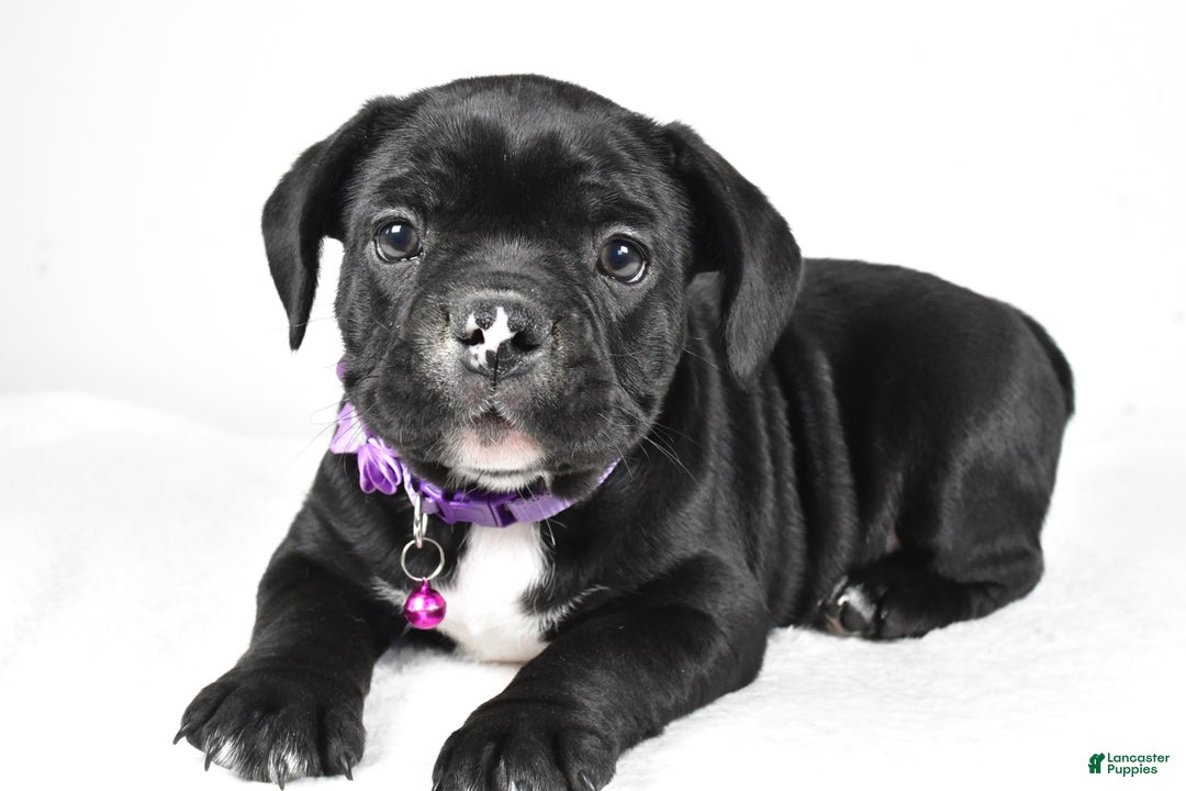 dexter 13 week old lab puppy