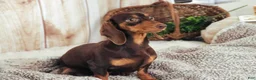 Miniature Dachshund dogs for sale: Jelly Miniature Dachshund  - Ad 11