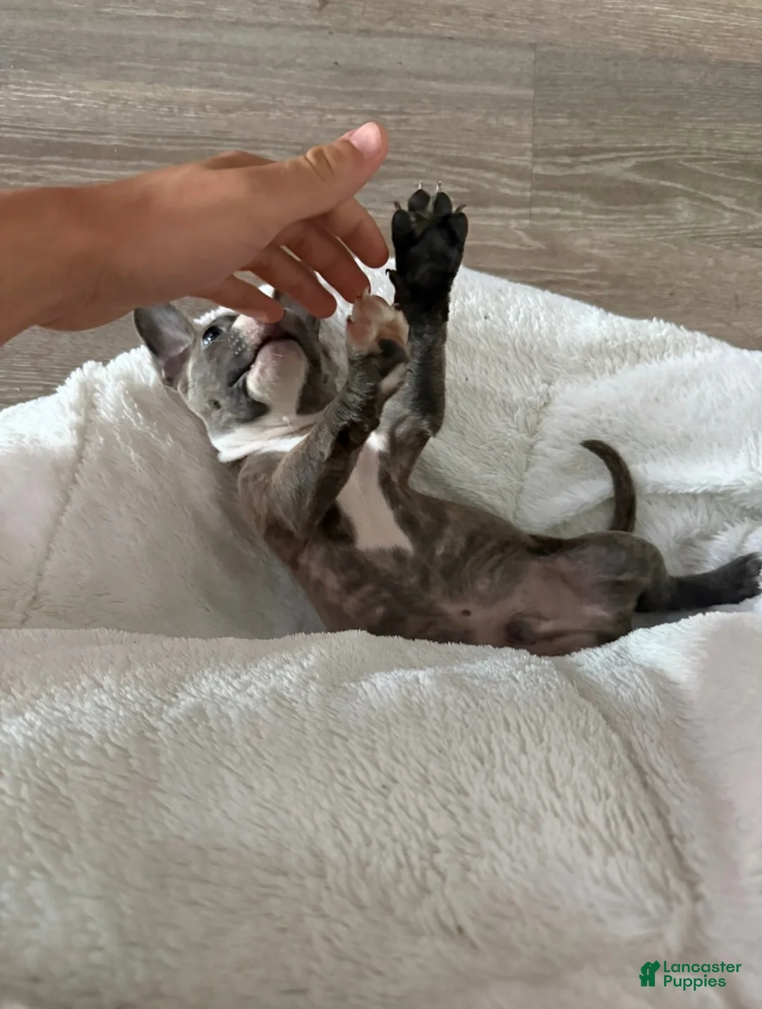 American Bully dogs for sale: Chico - Ad 2