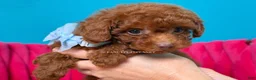 Toy Poodle dogs for sale: Keeper of secrets  - Ad 7