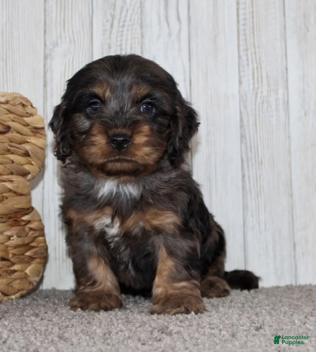 Cockapoo dogs for sale: Snickers - Ad 6