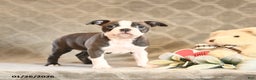 Boston Terrier dogs for sale: Hazel - Ad 2