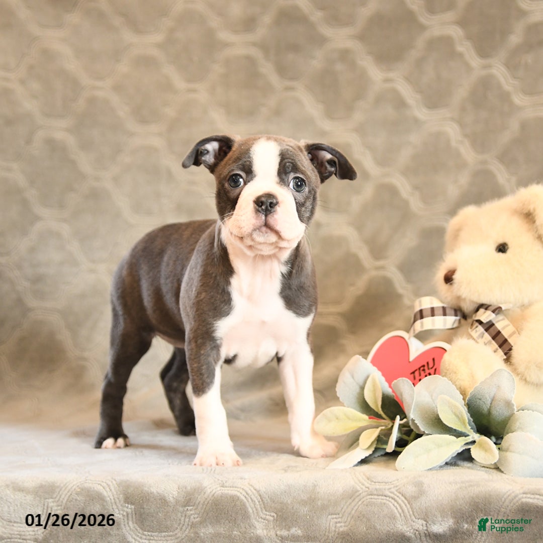 Boston Terrier dogs for sale: Hazel - Ad 2