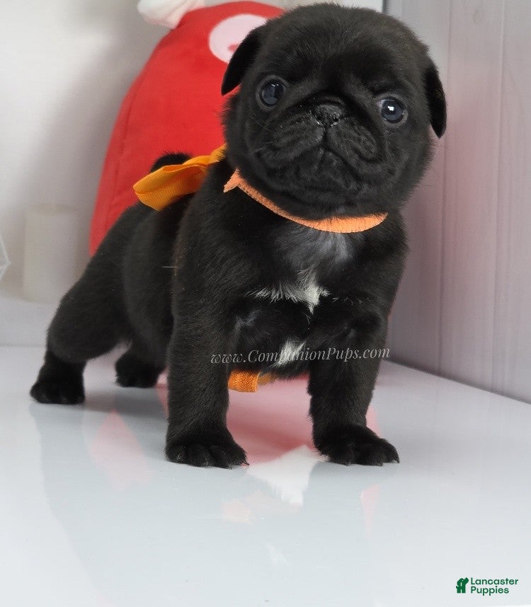 Pug dogs for sale: Orange Bow - Black Female Pug Puppy - Ad 1