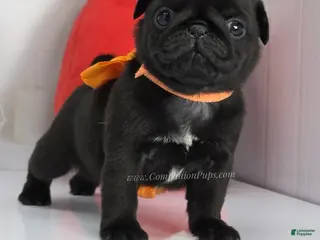 Pug dogs for sale: Orange Bow - Black Female Pug Puppy - Ad 1
