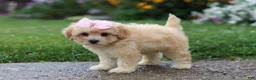 Mixed Breed dogs for sale: Lily - Ad 4