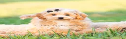 Maltipoo dogs for sale: Louie - Ad 5