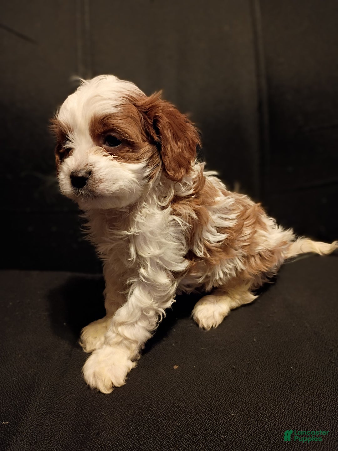 Cavapoo dogs for sale: Ollie - Ad 3