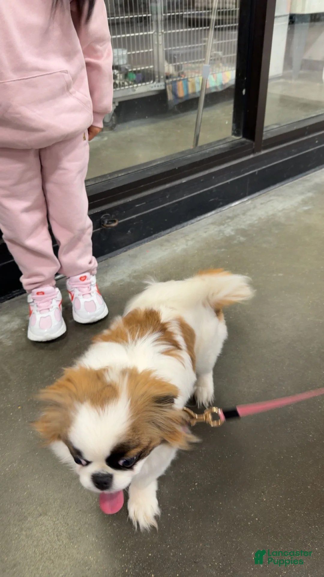 Pekingese dogs for sale: Pekingese Puppy 1 - Ad 1