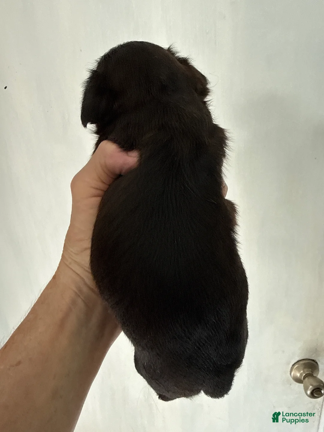 Brussels Griffon dogs for sale: Brussels Griffon 2 - Ad 2