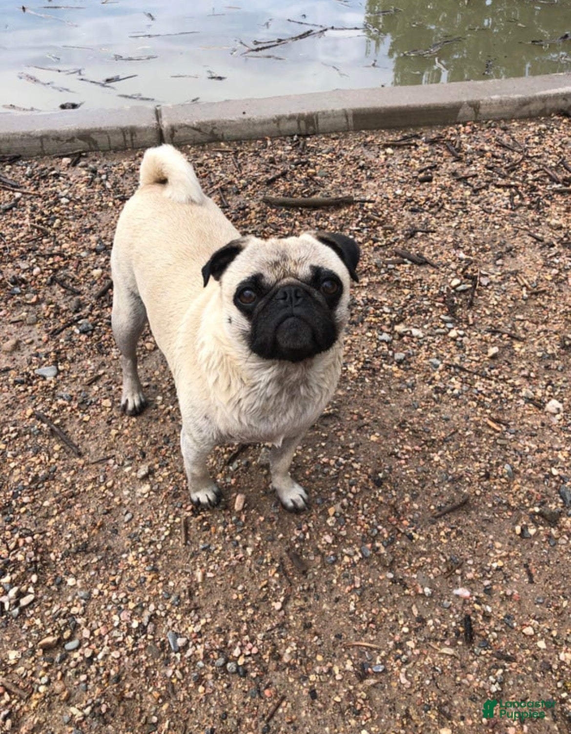 Pug dogs Bailey - Ad 41