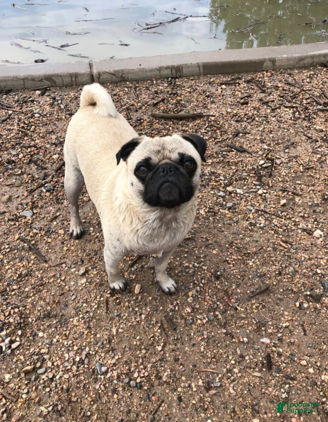 Pug dogs for sale: Bailey - Ad 1