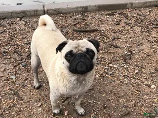 Pug dogs Bailey - Ad 41