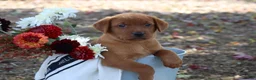 Labrador Retriever dogs for sale: Autumn - Ad 5