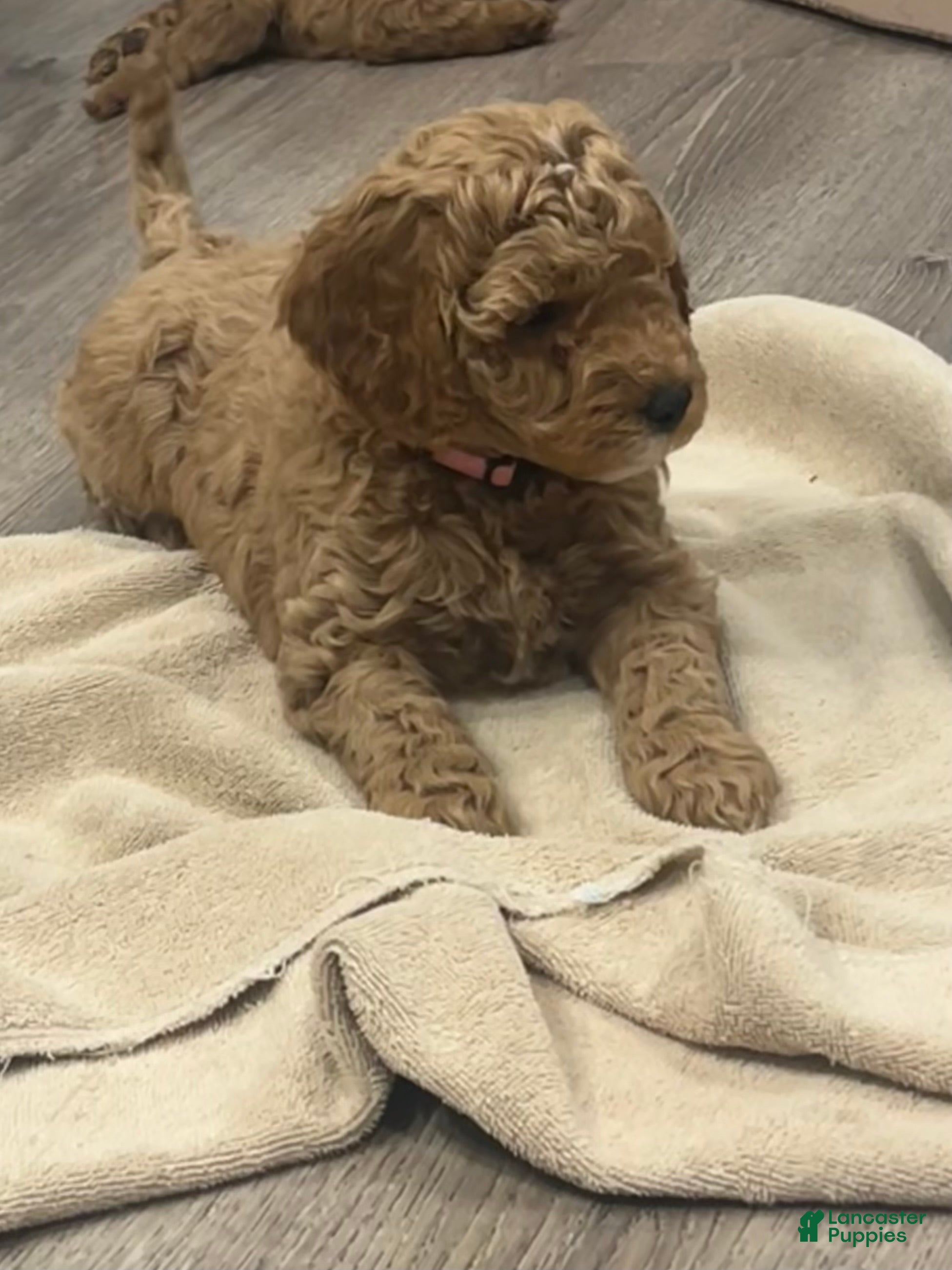 Mini Goldendoodle dogs Nova - Ad 2