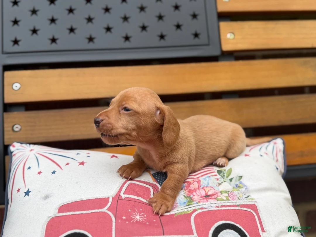 Miniature Dachshund dogs for sale: Dune - Ad 2