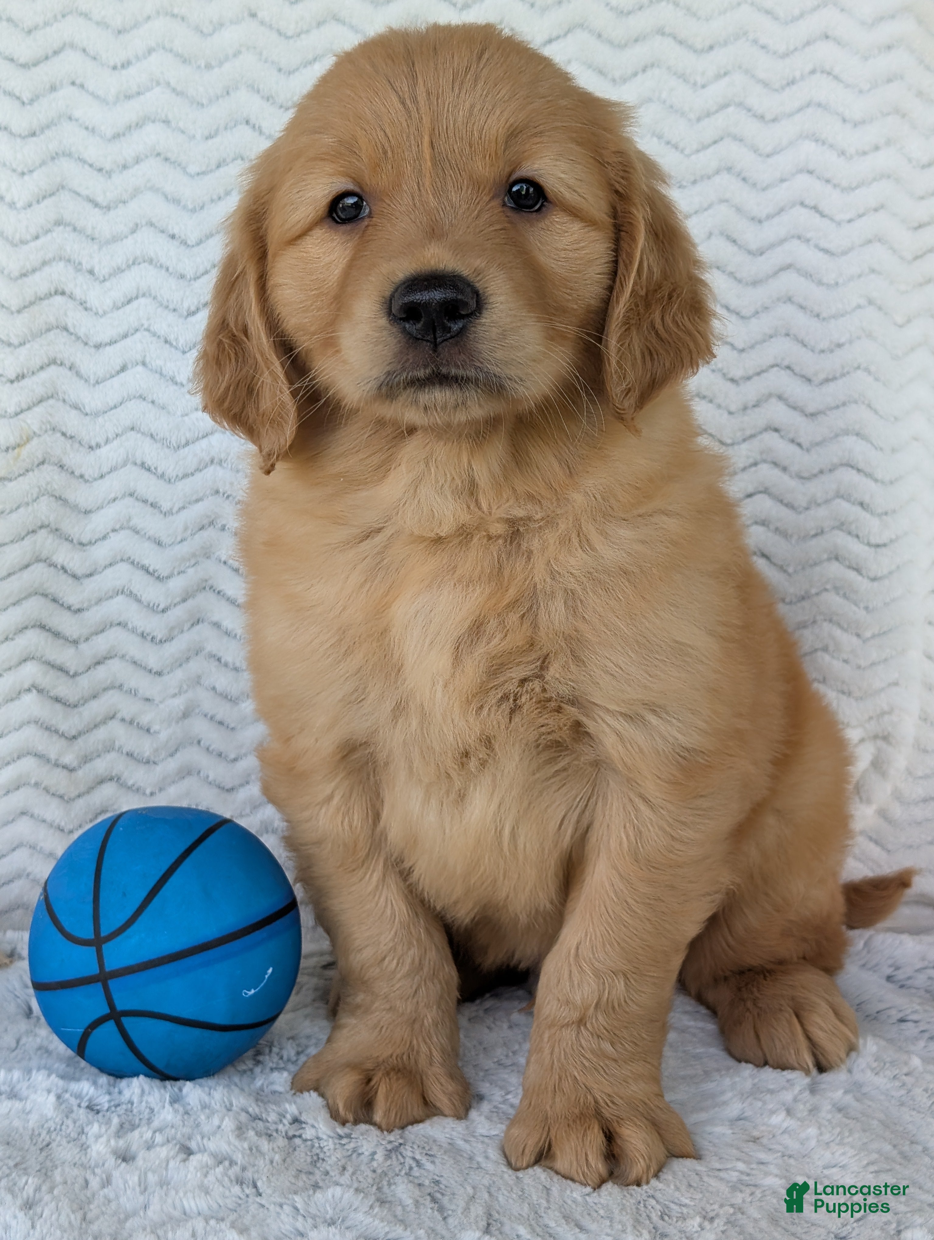 Golden Retriever dogs Grover - Ad 2