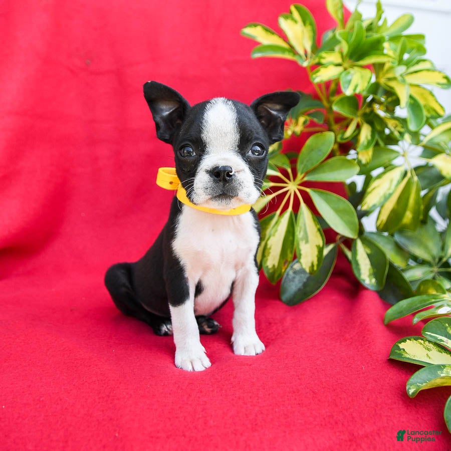 Boshih Boston Boston Terrier Shih Tzu Puppies Boston Terrier