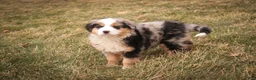 Bernedoodle dogs for sale: Penelope - Ad 8