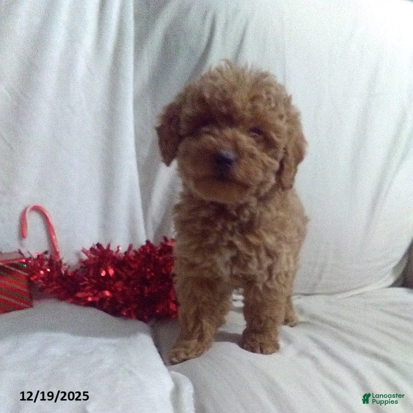 Mini Goldendoodle dogs Jolly - Ad 40