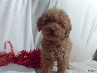 Mini Goldendoodle dogs Jolly - Ad 40