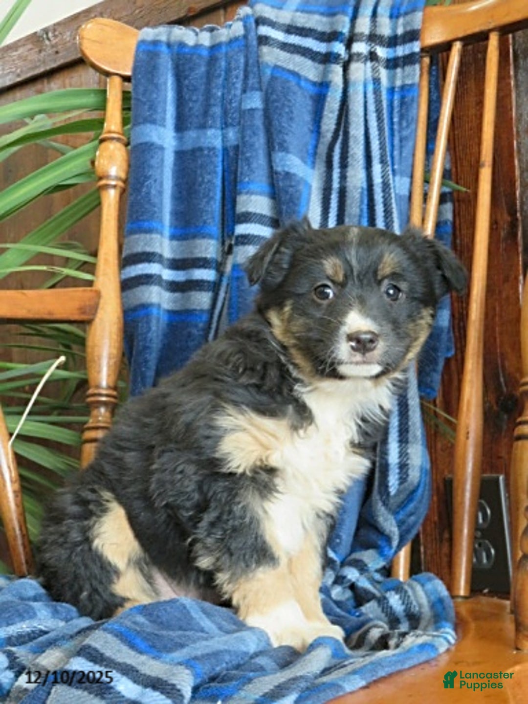 Miniature Australian Shepherd dogs for sale: Millie - Ad 4
