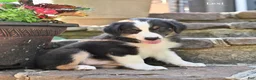 Australian Shepherd dogs for sale: Lexi - Ad 5