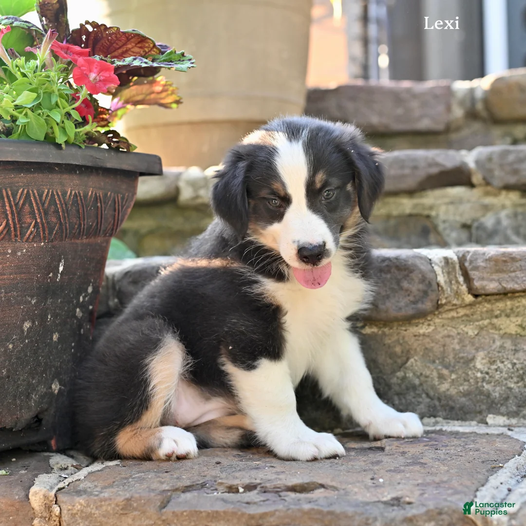 Australian Shepherd dogs for sale: Lexi - Ad 5