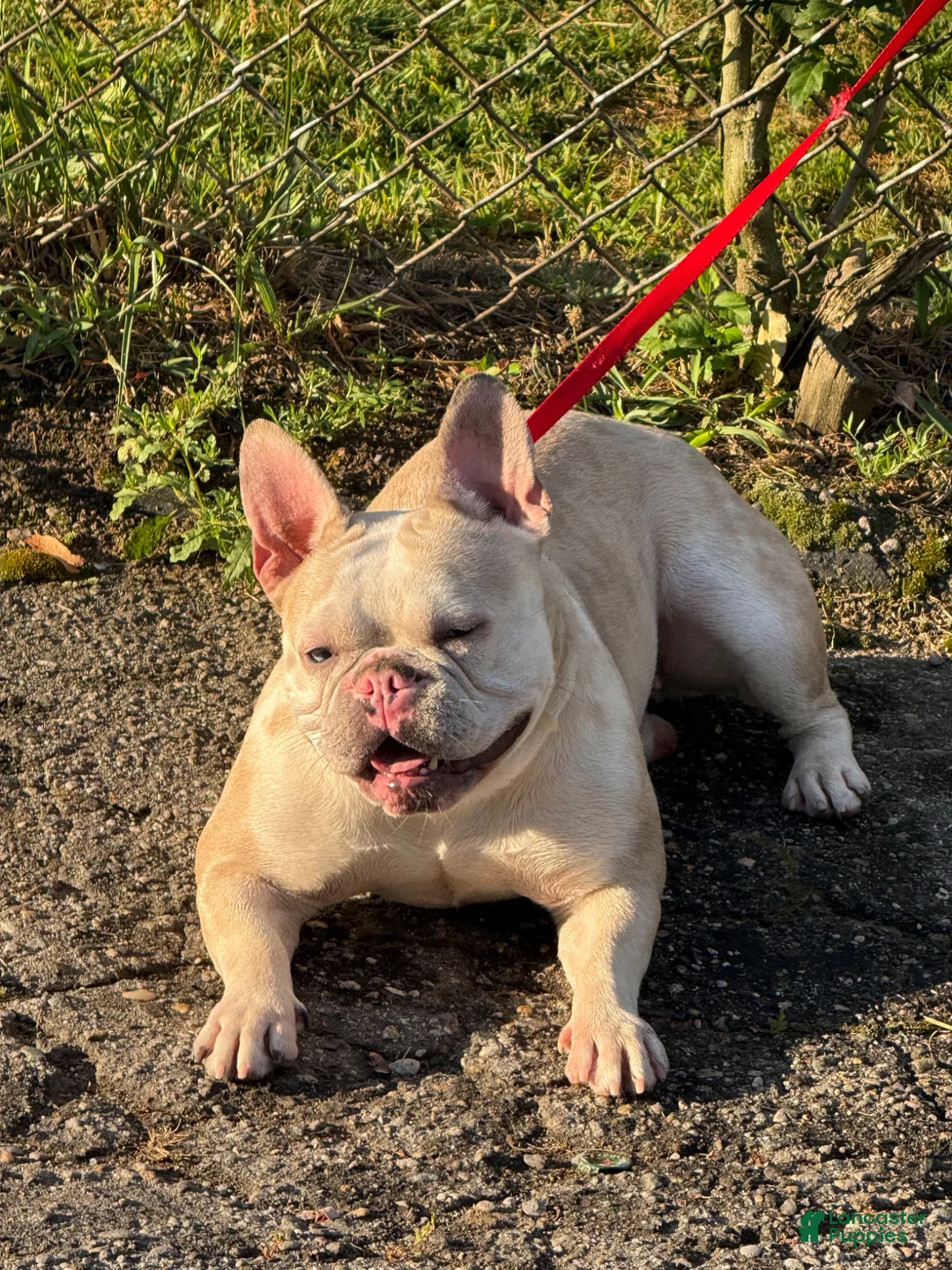 French Bulldog dogs for sale: French Bulldog 3 - Ad 11