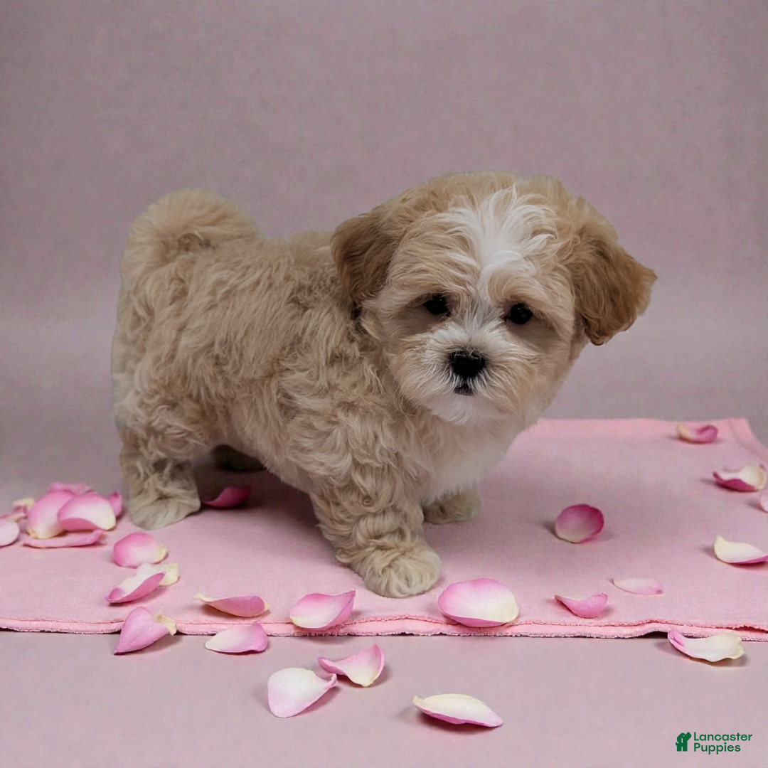 Shihpoo dogs for sale: Blossom - Ad 1