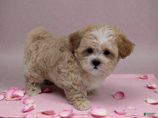 Shihpoo dogs Blossom - Ad 35