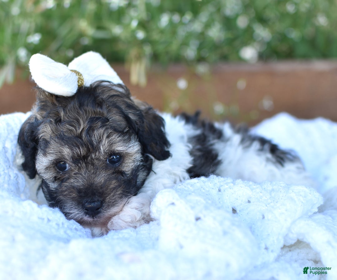Miniature Poodle dogs for sale: Daisy - Ad 6