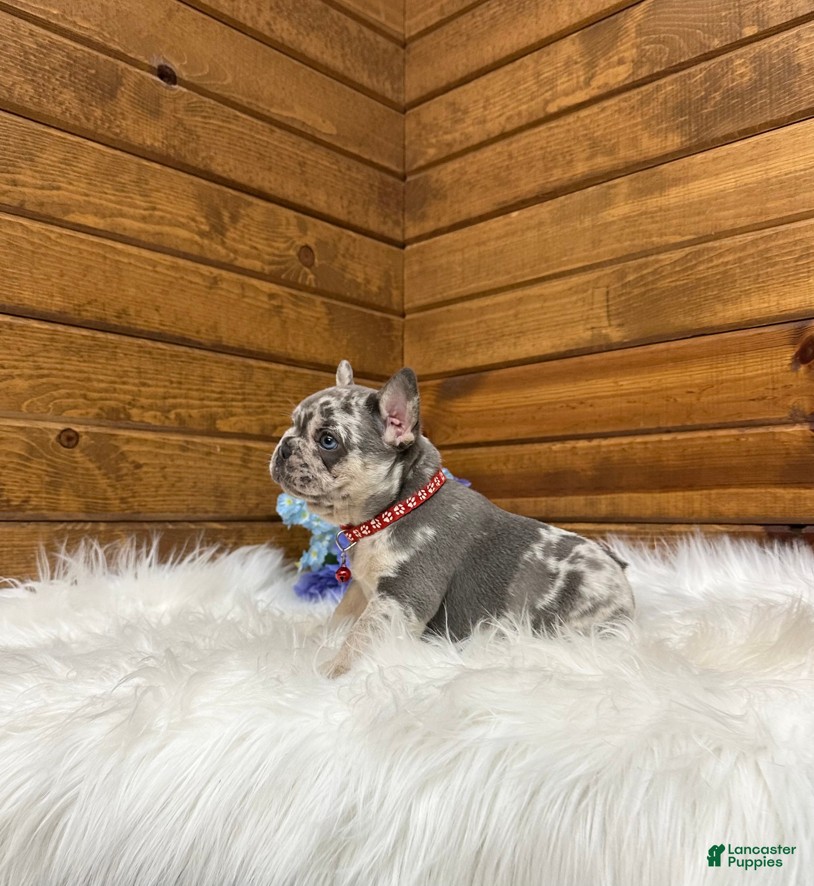 French Bulldog dogs Jace - Ad 1