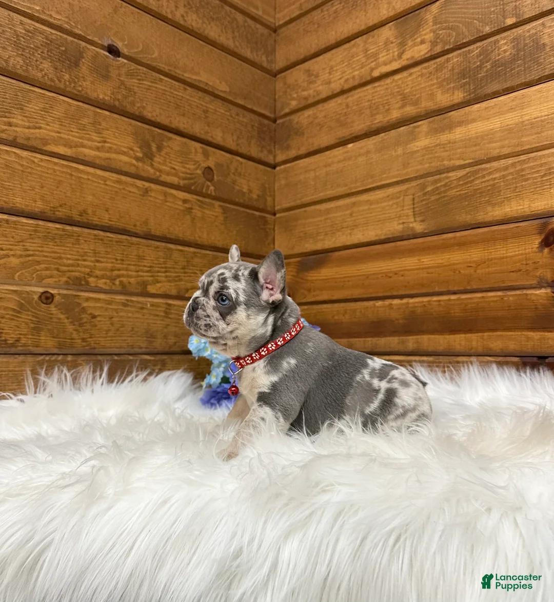 French Bulldog dogs for sale: Jace - Ad 1