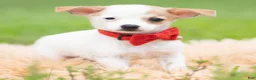 Chihuahua dogs for sale: Chalupa - Ad 3