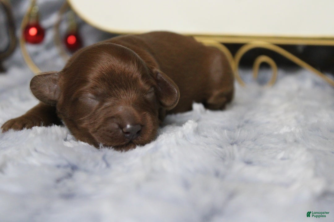 Cavapoo dogs for sale: Cinnamon  - Ad 4