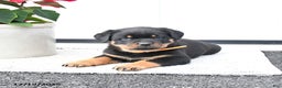 Rottweiler dogs for sale: Trixie - Ad 2