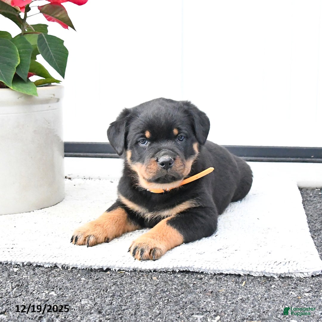 Rottweiler dogs for sale: Trixie - Ad 2