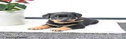 Rottweiler dogs for sale: Trixie - Ad 2