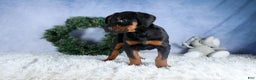 Doberman Pinscher dogs for sale: TUCKER - Ad 8