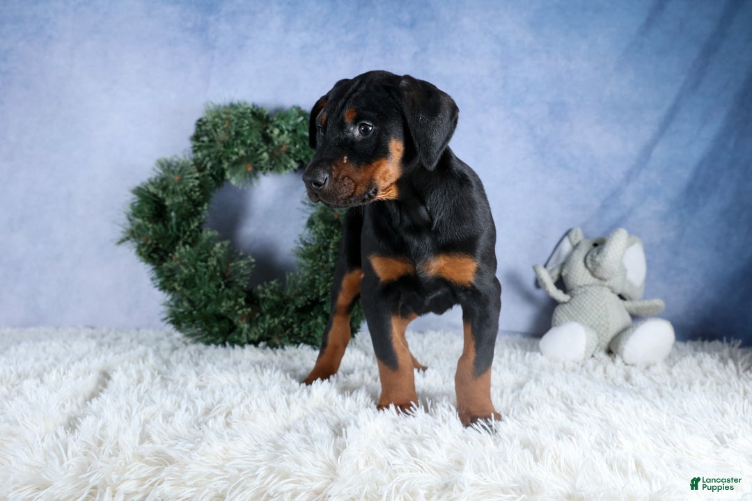 Doberman Pinscher dogs for sale: TUCKER - Ad 8