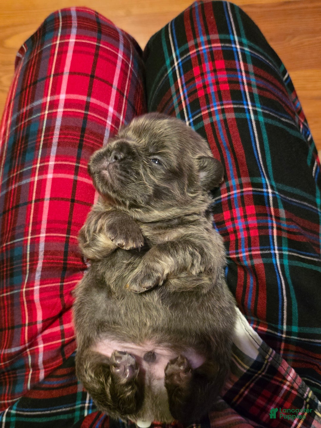 French Bulldog dogs for sale: Female 2 - Ad 7