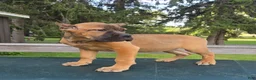 Cane Corso dogs for sale: Scarlett  - Ad 4