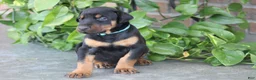 Doberman Pinscher dogs for sale: Jace - Ad 4