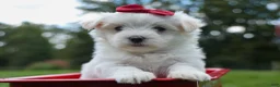 Maltese dogs for sale: MURPHY - Ad 14