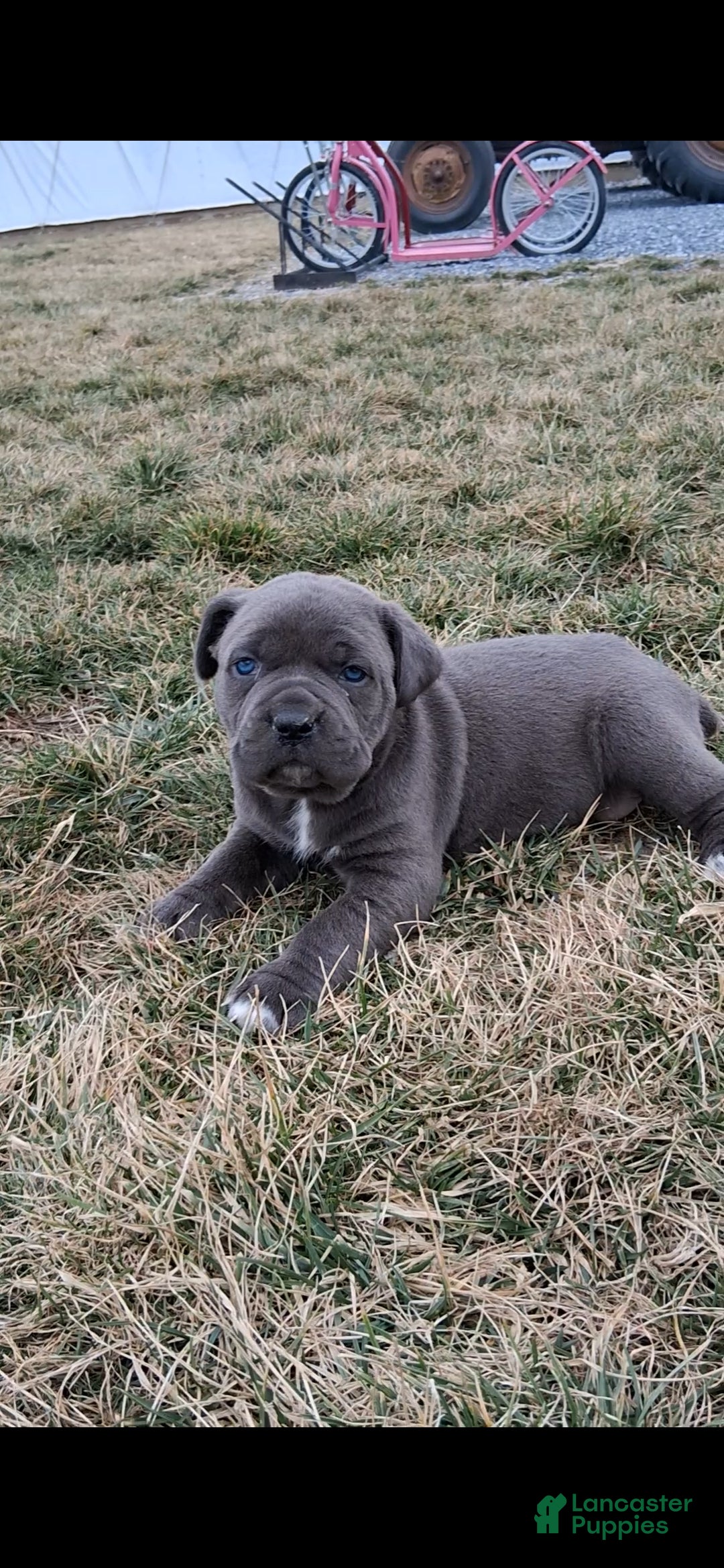 Cane Corso dogs Bella - Ad 2