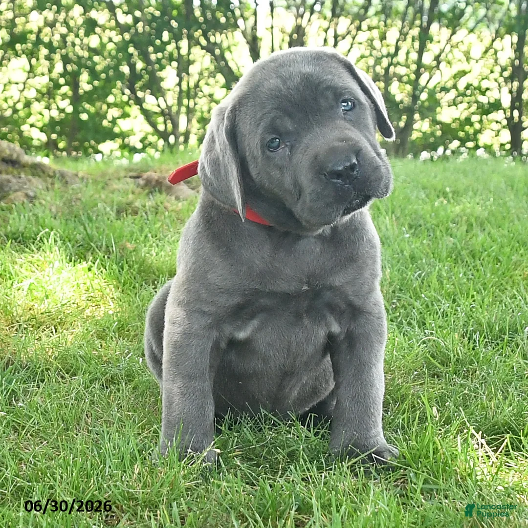 Cane Corso dogs for sale: Redwing - Ad 2