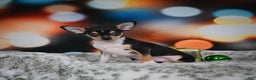 Chihuahua dogs for sale: Luca - Ad 8