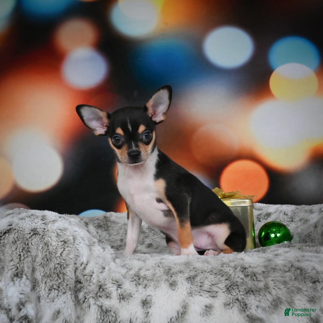 Chihuahua dogs for sale: Luca - Ad 8