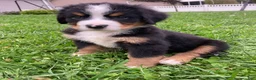 Bernese Mountain Dog dogs for sale: Silky  - Ad 1
